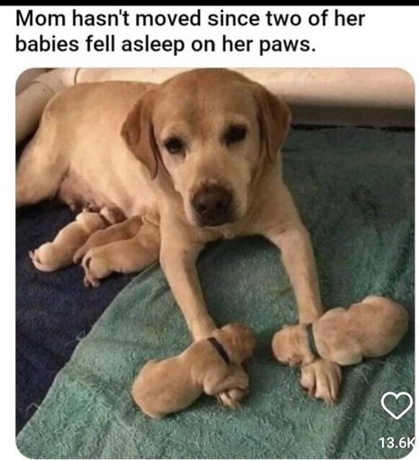 dog paws.jpg