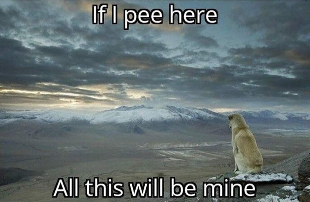 dog pee all mine.jpg