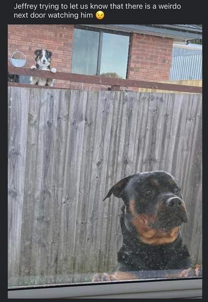 dog peeper.jpg