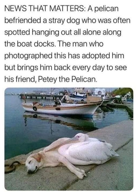 dog pelican.jpg