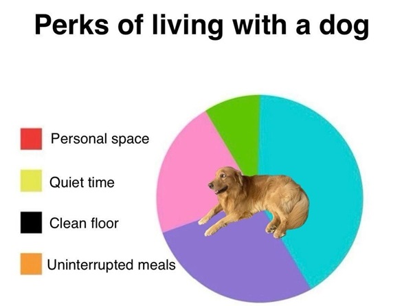 dog perks.jpg