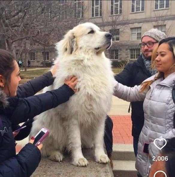 dog pet.jpg