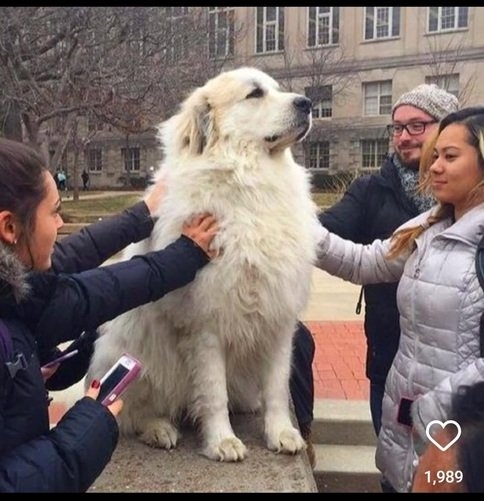 dog petting.jpg