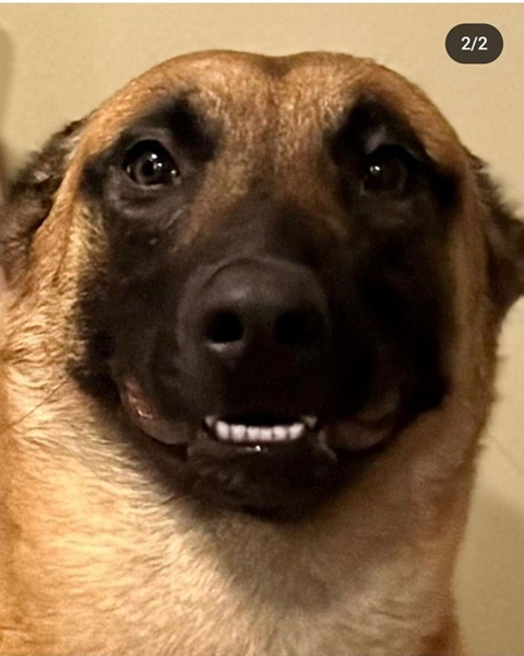 dog pic 2.jpg
