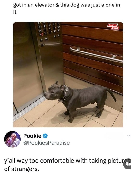 dog pic.jpg