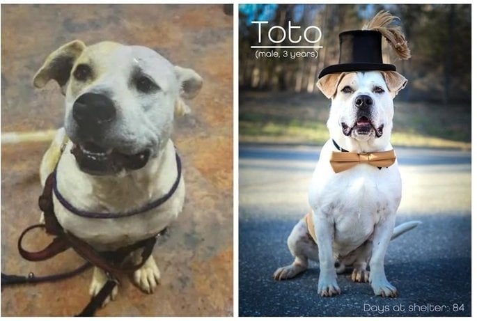 dog pics 2.jpg