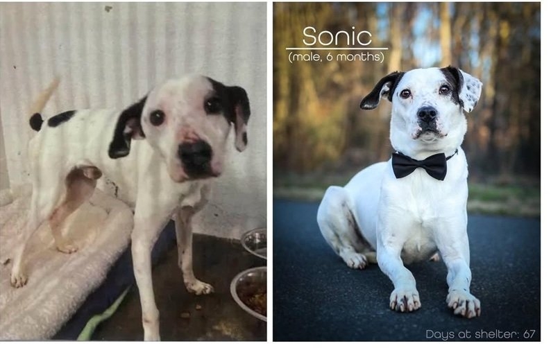 dog pics 5.jpg