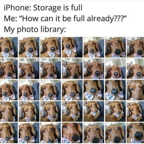 dog pics.jpg