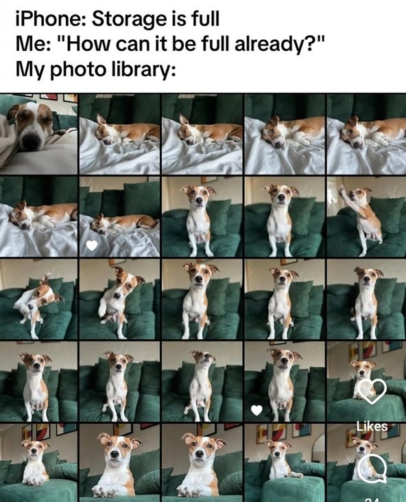 dog pics.jpg