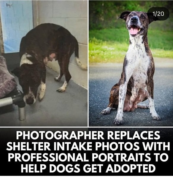 dog pics.jpg