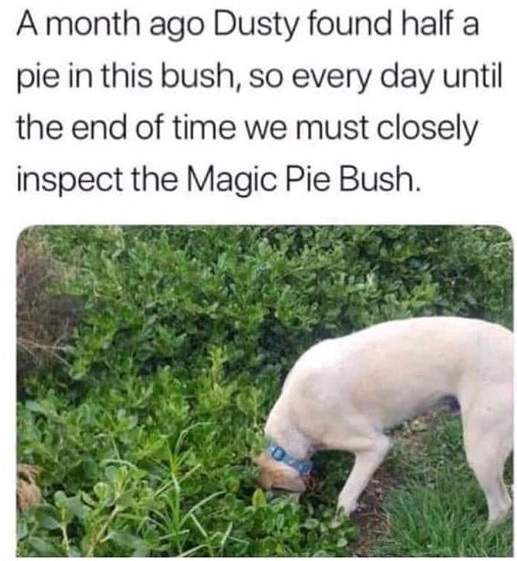 dog pie bush.jpg