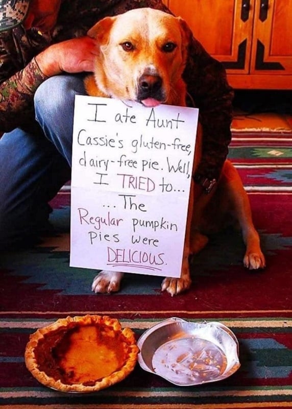 dog pie.jpg