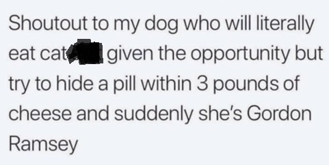 dog pill.jpg