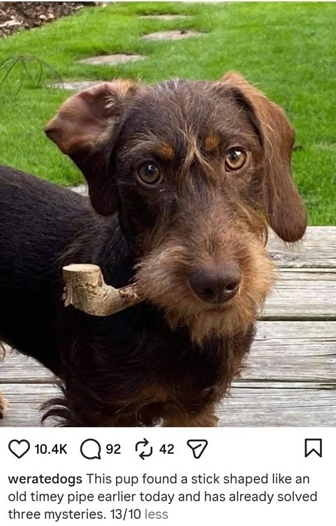 dog pipe.jpg