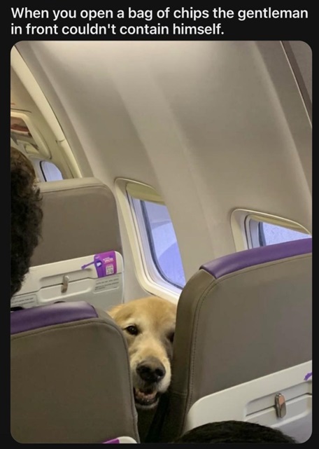 dog plane.jpg