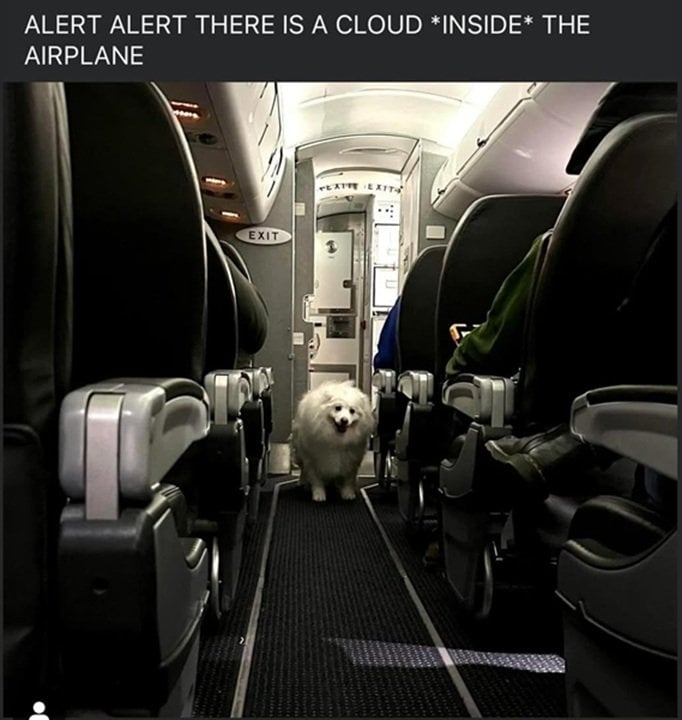 dog plane.jpg