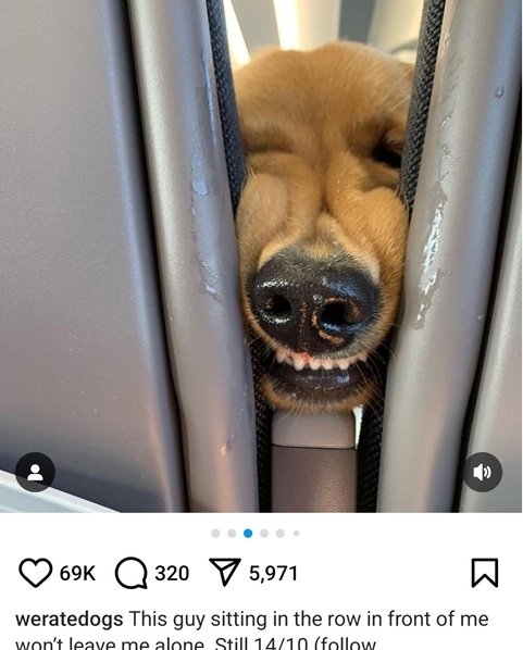 dog plane.jpg
