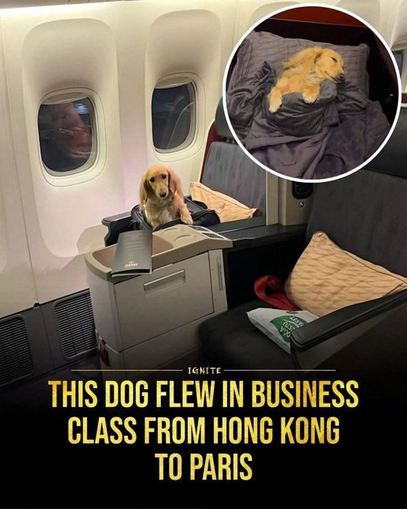 dog plane.jpg