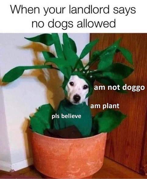 dog plant.jpg
