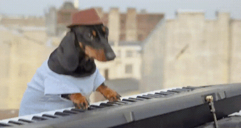 Dog playing keys.gif