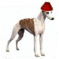 dog.png