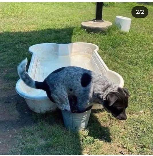 dog pool 2.jpg