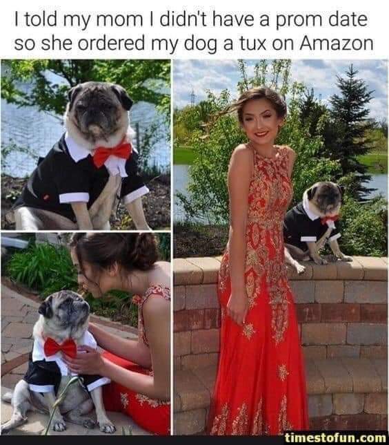 dog prom tux.jpg