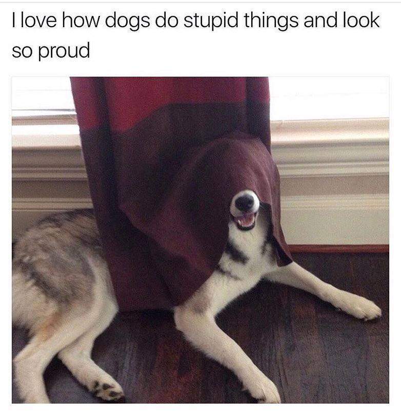 dog proud.jpg
