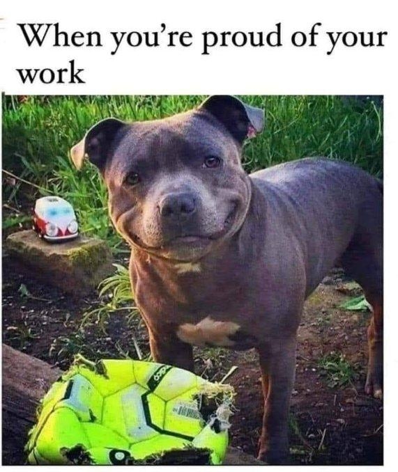dog proud.jpg