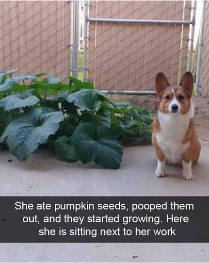dog pumpkin.jpg
