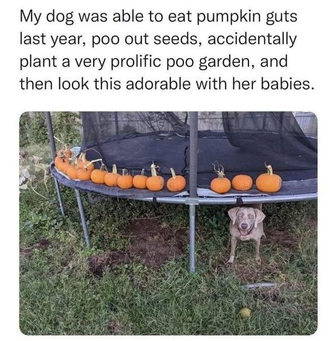 dog pumpkin poo.jpg
