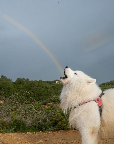 dog rainbow.jpg