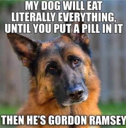 dog ramsey.jpg