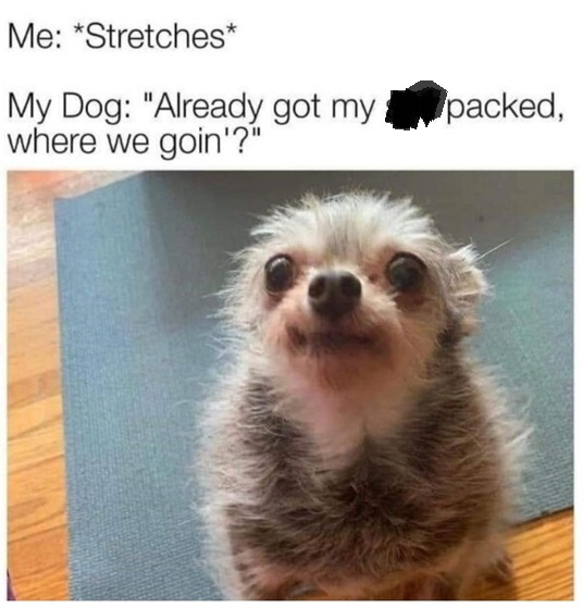 dog ready.jpg