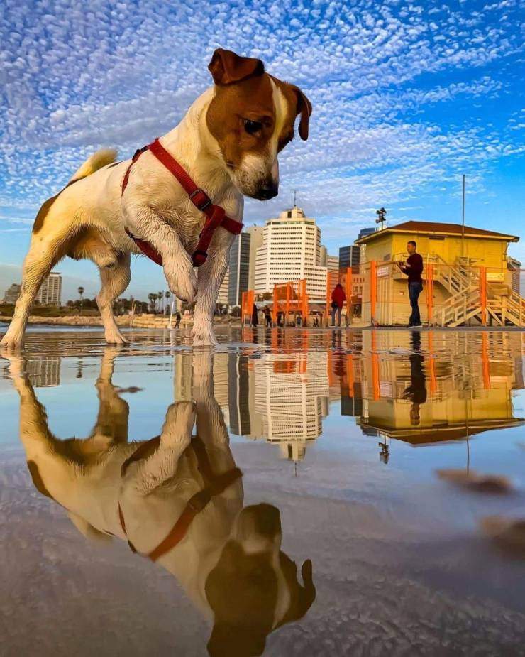 dog reflection.jpg