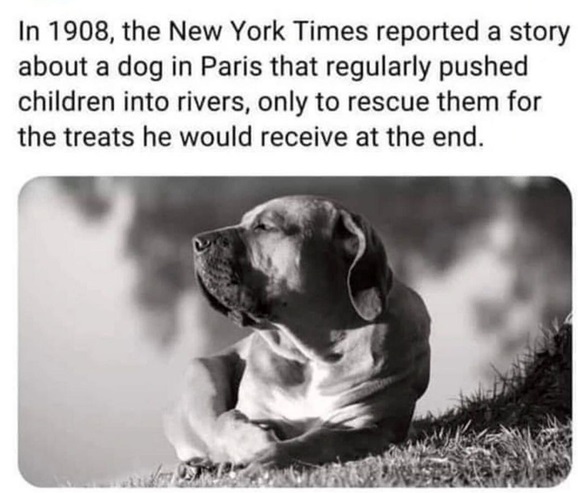dog rescue.jpg