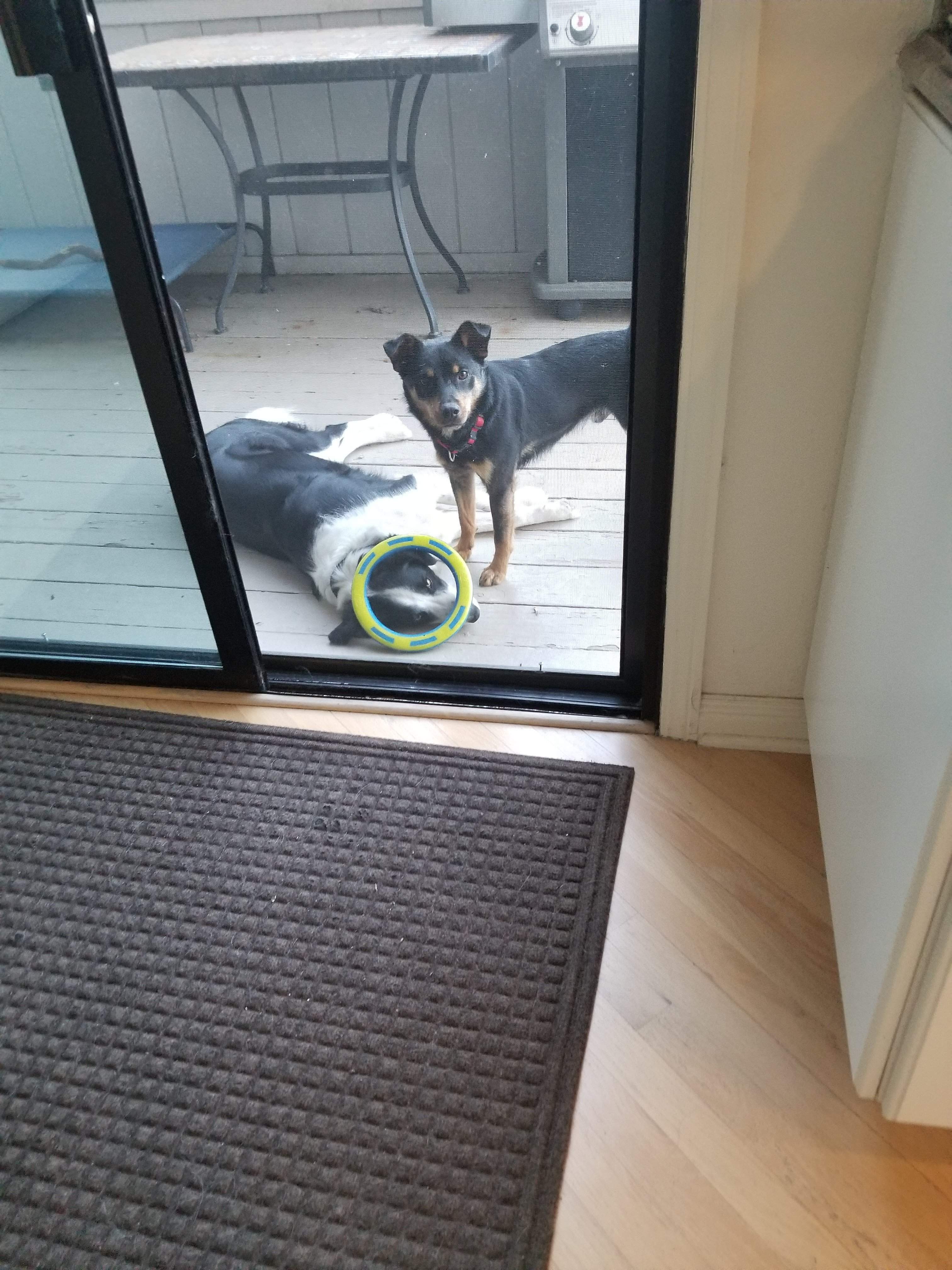 Dog ring.jpg