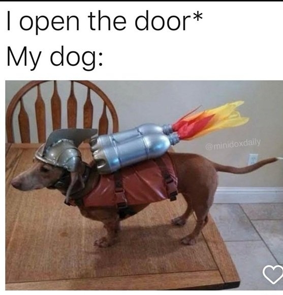 dog rocket.jpg