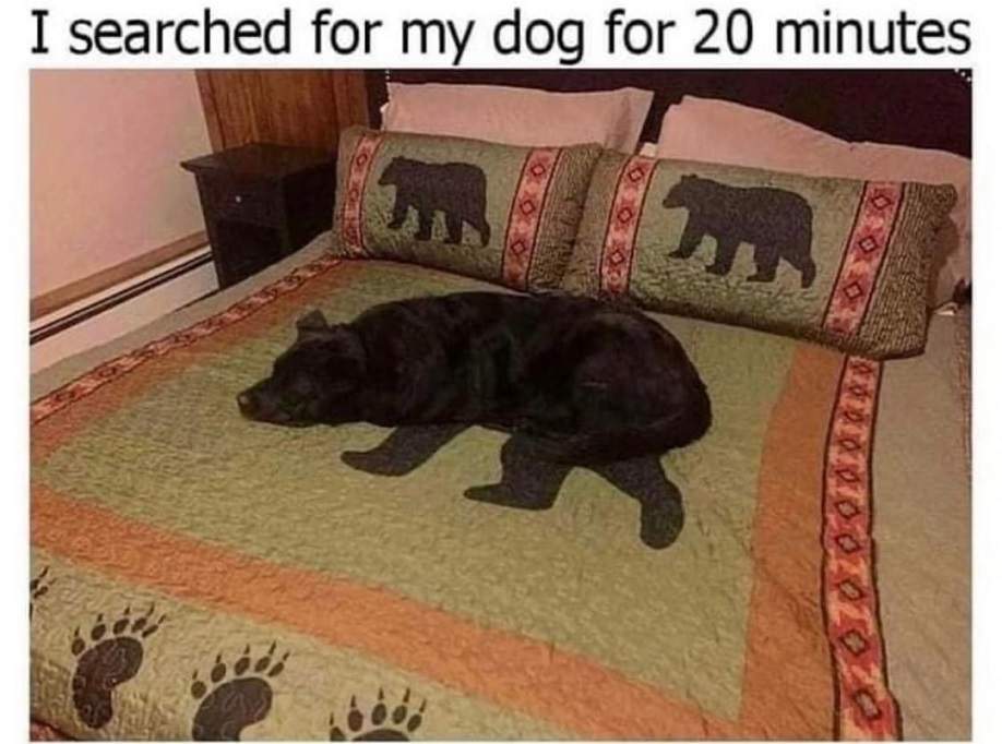 dog rug.jpg