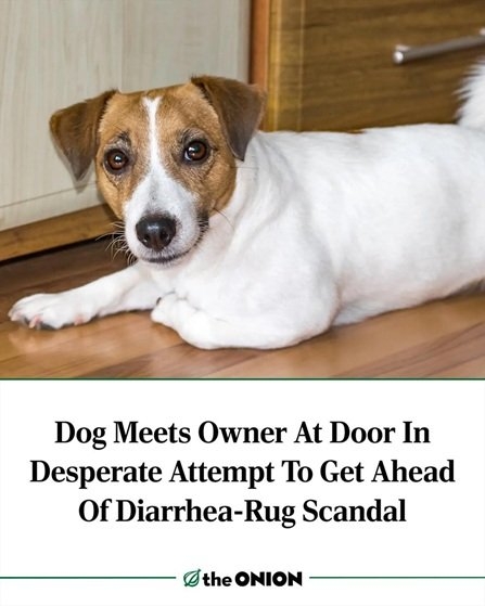 dog rug.jpg