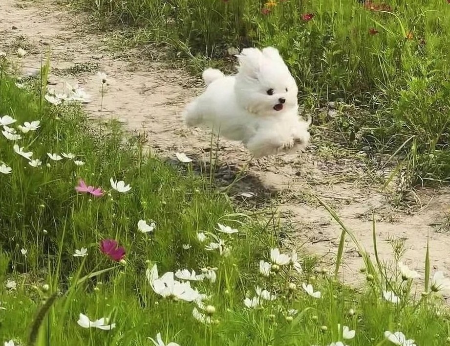 dog run.jpg