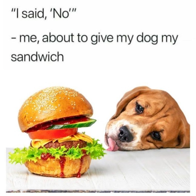 dog sandwich.jpg