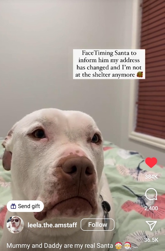 dog santa.jpg