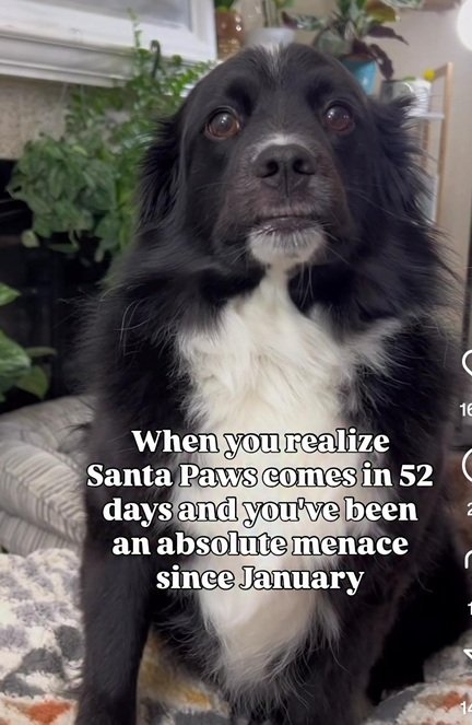 dog santa.jpg