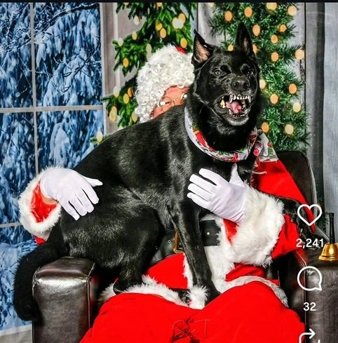 dog santa.jpg