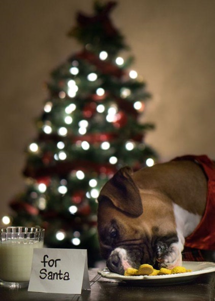 dog santa snacks.jpg