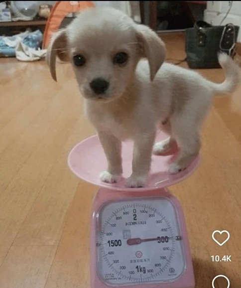 dog scale.jpg