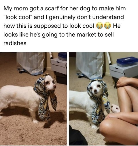 dog scarf funny.jpg