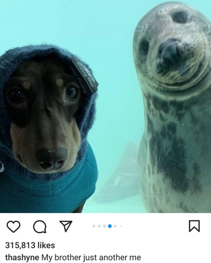 dog seal.jpg
