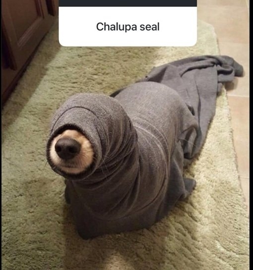 dog seal.jpg